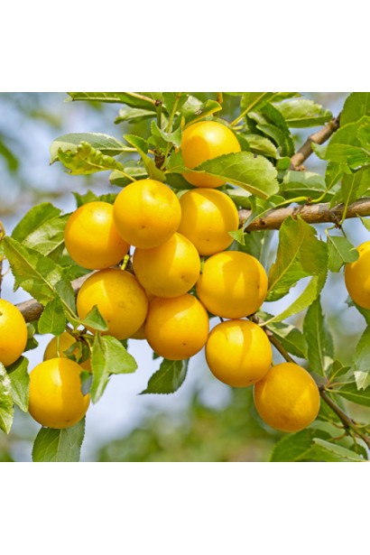 Алича великоплідна Гек на дереві — великі червоні плоди середнього терміну дозрівання